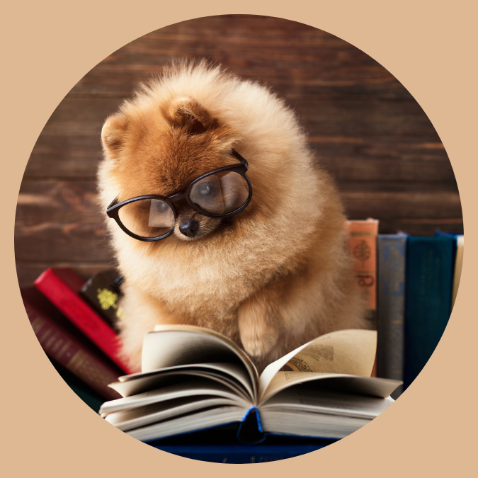 pomeranian wearing glasses and reading a book